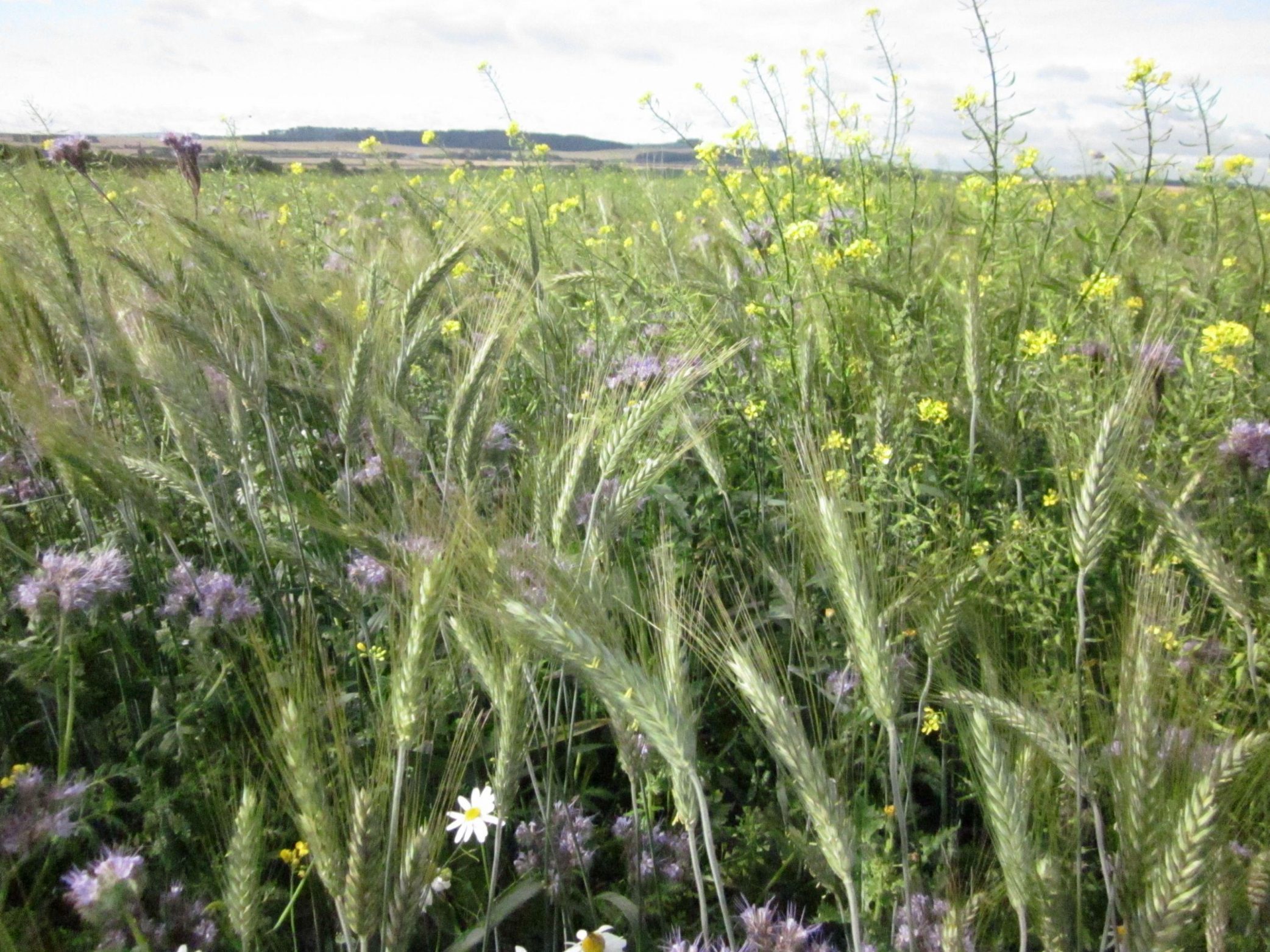 Game Cover & Conservation Crops