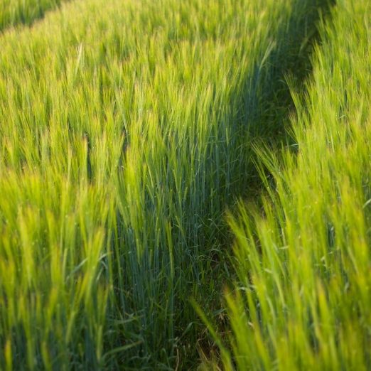 Barley Varieties