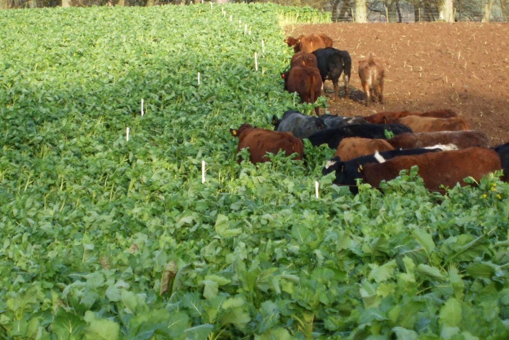 Crop Husbandry & Fertiliser Requirements for Fodder Crop Establishment