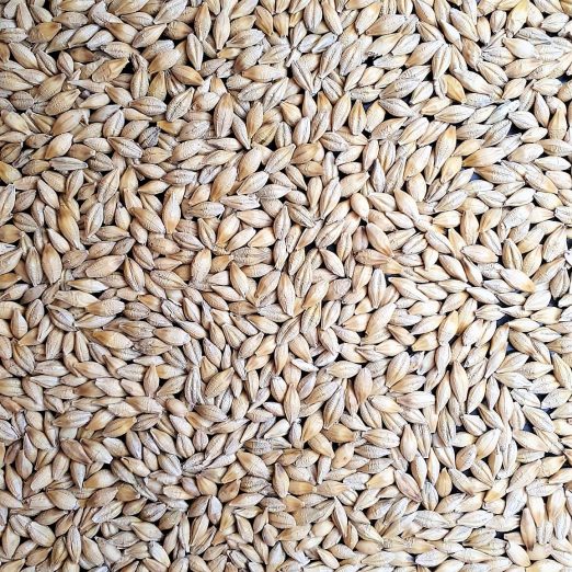 Barley Varieties